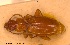  (Trechus ochreatus - BGE_00240_H10)  @11 [ ] Creative Commons  Attribution Non-Commercial Share-Alike (2024) NTNU University Museum, Department of Natural History NTNU University Museum, Department of Natural History