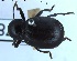  (Misolampus scabricollis - BGE_00252_G01)  @11 [ ] Creative Commons  Attribution Non-Commercial Share-Alike (2024) NTNU University Museum, Department of Natural History NTNU University Museum, Department of Natural History