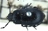  (Calyptopsis caraboides - BGE_00252_H01)  @11 [ ] Creative Commons  Attribution Non-Commercial Share-Alike (2024) NTNU University Museum, Department of Natural History NTNU University Museum, Department of Natural History