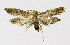  (Cephimallota angusticostella - BGE_00222_B12)  @11 [ ] Creative Commons  Attribution Non-Commercial Share-Alike (2023) Kai Berggren NTNU University Museum, Department of Natural History