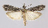  (Epischnia asteris - BGE_00224_G07)  @11 [ ] Creative Commons  Attribution Non-Commercial Share-Alike (2023) Kai Berggren NTNU University Museum, Department of Natural History
