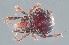  (Damaeus auritus - ZSM-BC-04120-B07)  @11 [ ] CreativeCommons  Attribution Non-Commercial Share-Alike (2016) SNSB (Staatliche Naurwissenschaftliche Sammlungen Bayerns) ZSM (Zoologische Staatssammlung Muenchen)