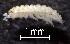  (Haplophthalmus mariae - ZSM-BC-30209-F12)  @11 [ ] CreativeCommons  Attribution Non-Commercial Share-Alike (2018) SNSB (Staatliche Naurwissenschaftliche Sammlungen Bayerns) ZSM (Zoologische Staatssammlung Muenchen)