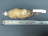  (Crypturellus - MJM 7106)  @13 [ ] CreativeCommons - Attribution Non-Commercial (2012) Matthew J. MIller Smithsonian Tropical Research Institute