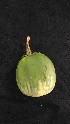  (Solanum melongena - HSPBSR-UMG04)  @11 [ ] CreativeCommonsAttribution (2018) Bharathi TR and Prakash HS University of Mysore