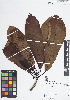  (Himatanthus articulatus - IAvH - RG2368)  @11 [ ] Copyright (2015) Instituto de Investigacion Alexander von Humboldt (IAvH) Instituto de Investigacion Alexander von Humboldt (IAvH)