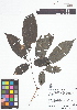  (Handroanthus barbatus - IAvH - RG2402)  @11 [ ] Copyright (2015) Instituto de Investigacion Alexander von Humboldt (IAvH) Instituto de Investigacion Alexander von Humboldt (IAvH)