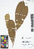  (Pouteria sp. 4 - IAvH - RG2406)  @11 [ ] Copyright (2015) Instituto de Investigacion Alexander von Humboldt (IAvH) Instituto de Investigacion Alexander von Humboldt (IAvH)