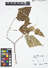  (Croton gossypiifolius - IAvH - VLL222)  @11 [ ] Copyright (2015) Instituto de Investigacion Alexander von Humboldt (IAvH) Instituto de Investigacion Alexander von Humboldt (IAvH)