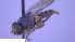  (Aphanotrigonum cinctellum - NHMO-ENT-16594)  @11 [ ] by-nc-sa (2023) Unspecified University of Oslo, Natural History Museum
