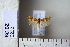  (Lobesia indusiana - CCDB-11133-D06)  @13 [ ] Copyright  B. Zlatkov 2011 Unspecified