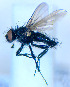  (Drymeia fasciculata - BUIC-DIP1849)  @11 [ ] CreativeCommons - Attribution Non-Commercial Share-Alike (2020) Jade Savage Bishop's University