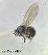  (Drosophila algonquin - BUIC-DIP2415)  @11 [ ] by-nc-sa (2023) Jade Savage Bishop's University