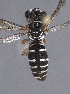  (Triepeolus rufotegularis - CCDB-34570 B08)  @11 [ ] CreativeCommons - Attribution (2020) Laurence Packer York University