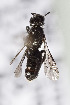  (Chelostoma sp - CCDB-29936 B11)  @11 [ ] CreativeCommons - Attribution (2019) Laurence Packer York University