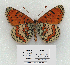  (Melitaea interrupta - RVcoll.14-O453)  @15 [ ] Copyright (2015) Laurian Parmentier Unspecified