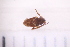  ( - BM2_17.05.16_HO2)  @11 [ ] CreativeCommons - Attribution Non-Commercial Share-Alike (2017) Unspecified Institut de Recherche sur la Biologie de l'Insecte