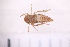  ( - BM2_17.05.16_HO3)  @11 [ ] CreativeCommons - Attribution Non-Commercial Share-Alike (2017) Unspecified Institut de Recherche sur la Biologie de l'Insecte