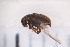  ( - CM4_15.05.17_CO6)  @11 [ ] CreativeCommons - Attribution Non-Commercial Share-Alike (2017) Unspecified Institut de Recherche sur la Biologie de l'Insecte