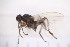  ( - CM4_15.05.17_Di7)  @13 [ ] CreativeCommons - Attribution Non-Commercial Share-Alike (2017) Unspecified Institut de Recherche sur la Biologie de l'Insecte