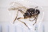  ( - CM4_15.05.17_Di7)  @12 [ ] CreativeCommons - Attribution Non-Commercial Share-Alike (2017) Unspecified Institut de Recherche sur la Biologie de l'Insecte