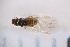  (Atheroides serrulatus - CM4_15.05.17_Ho9)  @11 [ ] CreativeCommons - Attribution Non-Commercial Share-Alike (2017) Unspecified Institut de Recherche sur la Biologie de l'Insecte