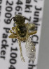  (Lasioglossum DiaPER01 - CCDB-03752 A11)  @11 [ ] CreativeCommons - Attribution Non-Commercial Share-Alike (2010) Unspecified York University