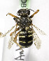  (Anthidium rafaeli - CCDB-03752 G06)  @11 [ ] CreativeCommons - Attribution Non-Commercial Share-Alike (2010) Unspecified York University