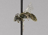  (Lasioglossum nr. paradmirandum - CCDB-00611 E09)  @11 [ ] CreativeCommons - Attribution Non-Commercial Share-Alike (2010) Unspecified York University