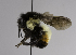  (Bombus ephippiatus - CCDB-01556 B07)  @14 [ ] Unspecified (default): All Rights Reserved  Unspecified Unspecified