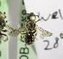  (Anthidium KGZ06 - B01558B03-KGZ)  @14 [ ] CreativeCommons - Attribution Non-Commercial Share-Alike (2010) Unspecified York University