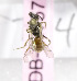  (Lasioglossum TJK01 - B03757B01-TJK)  @11 [ ] CreativeCommons - Attribution Non-Commercial Share-Alike (2010) Unspecified York University