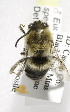  (Eucera speciosa - B03765H01-ID)  @11 [ ] CreativeCommons - Attribution Non-Commercial Share-Alike (2010) Unspecified York University