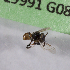  (Tetragonula fuscobalteata - CCDB-22790 A12)  @12 [ ] PCYU (2014) Unspecified York University