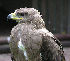  (Aquila rapax - VRB198)  @14 [ ] CreativeCommons - Attribution Non-Commercial Share-Alike (2012) A Pingstone National Zoological Gardens of South Africa