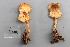  (Lepiota pilodes - TEB 183-15)  @11 [ ] CreativeCommons - Attribution Non-Commercial Share-Alike (2017) Unspecified Norwegian Institution for Nature Research