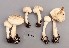  (Cystolepiota fumosifolia - TEB 184-15)  @11 [ ] CreativeCommons - Attribution Non-Commercial Share-Alike (2017) Unspecified Norwegian Institution for Nature Research