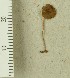  (Conocybe enderlei_BD3 - TEB 266-15)  @11 [ ] CreativeCommons - Attribution Non-Commercial Share-Alike (2017) Unspecified Norwegian Institution for Nature Research