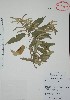  (Croton chichenensis - Alvarez3019)  @11 [ ] Unspecified (default): All Rights Reserved  Gerardo Salazar 2010 Unspecified