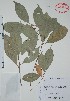  (Pouteria reticulata - Alvarez3550)  @11 [ ] Unspecified (default): All Rights Reserved  Gerardo Salazar 2010 Unspecified