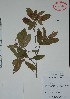  (Croton schiedeanus - Alvarez7341)  @11 [ ] Unspecified (default): All Rights Reserved  Gerardo Salazar 2010 Unspecified
