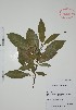  (Tabernaemontana amygdalifolia - Alvarez9091)  @11 [ ] Unspecified (default): All Rights Reserved  Gerardo Salazar 2010 Unspecified
