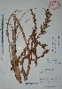  (Tillandsia dasyliriifolia - Mtz27574)  @11 [ ] Unspecified (default): All Rights Reserved  Gerardo Salazar 2010 Unspecified