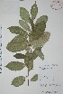  (Trophis racemosa - Mtz28006)  @11 [ ] Unspecified (default): All Rights Reserved  Unspecified Unspecified
