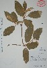  (Croton peraeruginosus - Mtz31985)  @11 [ ] Unspecified (default): All Rights Reserved  Grerardo Salazar 2010 Unspecified
