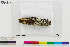  (Caloplaca obesimarginata - CCDB-33187-E08)  @11 [ ] CreativeCommons - Attribution Non-Commercial Share-Alike (2020) Chris Deduke Canadian Museum of Nature