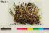  (Cladonia gracilis vulnerata - CCDB-33188-G07)  @11 [ ] CreativeCommons - Attribution Non-Commercial Share-Alike (2020) Chris Deduke Canadian Museum of Nature