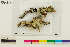  (Lobarina scrobiculata - CCDB-36282-E06)  @11 [ ] CreativeCommons - Attribution Non-Commercial Share-Alike (2020) Chris Deduke Canadian Museum of Nature