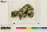  (Peltigera nigriventris - CCDB-36282-H12)  @11 [ ] CreativeCommons - Attribution Non-Commercial Share-Alike (2020) Chris Deduke Canadian Museum of Nature