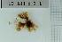  (Isthmoplea sphaerophora - LD01029)  @11 [ ] by-nc (2024) Unspecified Alfred Wegener Institute